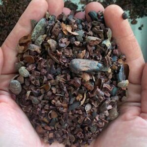 décorticage des fèves de cacao